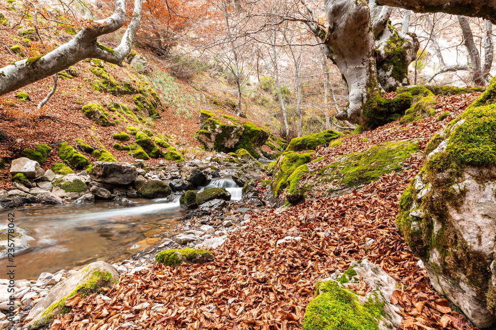 Obraz premium Photograph of the beech forest of Ciñera, Leon (Spain) known as Faedo, declared the best preserved forest in Spain in 2007. You can see the river that crosses the forest
