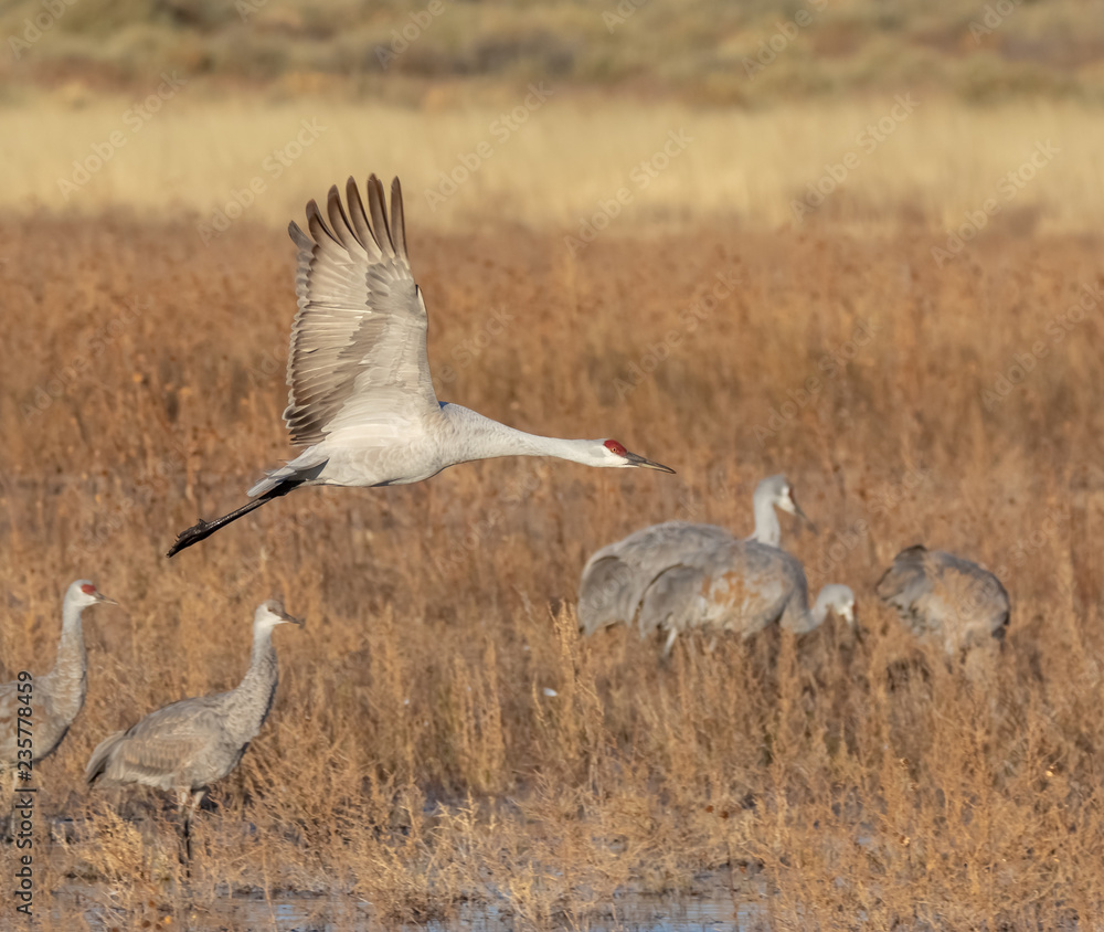 Sandhill crane in flight over pond in early morning at Bosque del Apache national wildlife refuge in central Mew Mexico