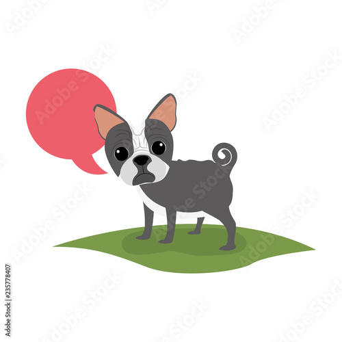 cute boston terrier with speech bubble