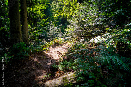 Sommer im Wald © Denis Feldmann
