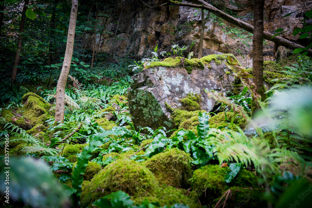 Moor überdeckt Waldboden Moor überdeckt Waldboden