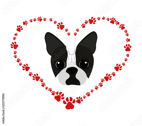 cute boston terrier in heart with pawprints