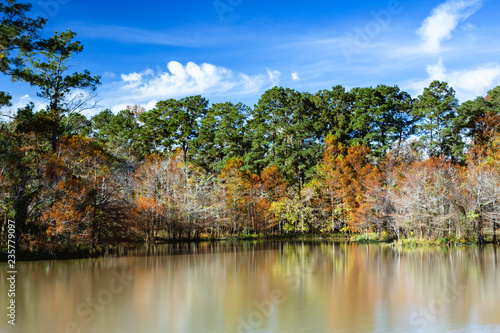 Fall trees on the lake