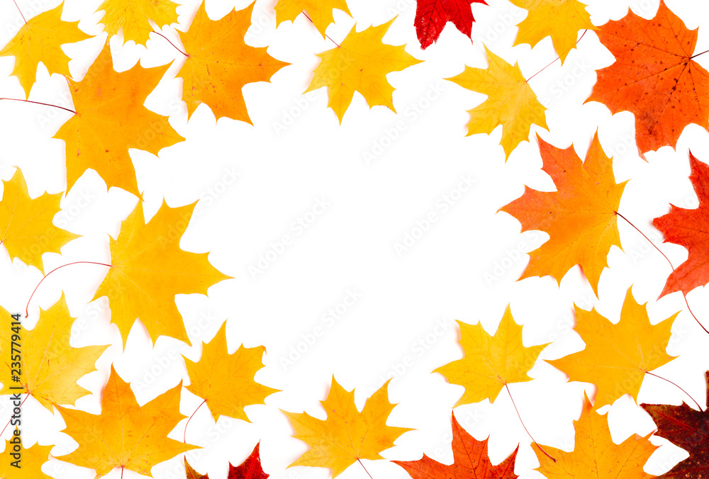Autumn composition, maple leaves, top view, flat lay. Border made from color falling maple leaves Autumn composition, maple leaves, top view, flat lay. Border made from color falling maple leaves