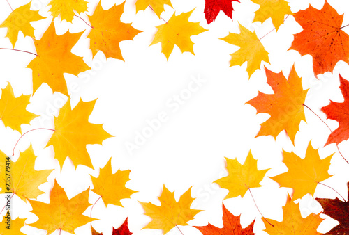 Autumn composition  maple leaves  top view  flat lay. Border made from color falling maple leaves