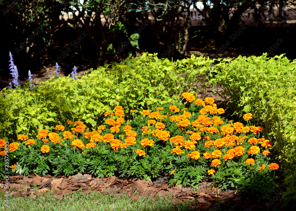 Obraz premium African marigold flowers