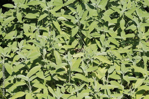 Sage (Salvia officinalis) , a medicinal plant, also called medicinal herb. Sage is an aromatic plant photo