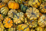 crate of autumn carnival squash, small multi colored pumpkins, pumpkin patch harvest, fall, autumn