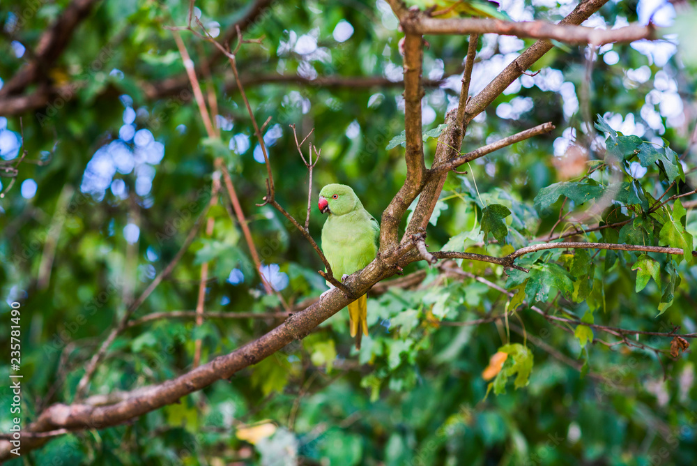 Wild Parakeet, London, green bird with red beak, wildlife, bright green bird