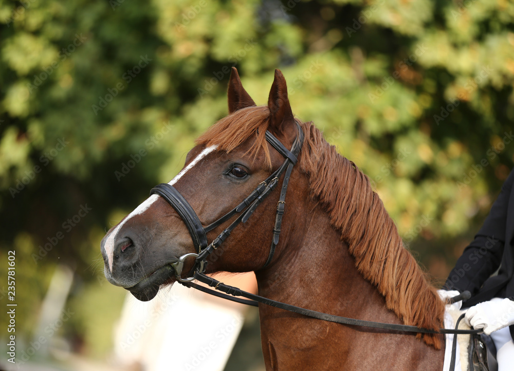 Obraz premium Portrait of a young horse in summer outside at rural dressage center