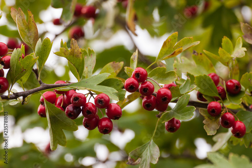 Fruit of Crataegus monogyna.