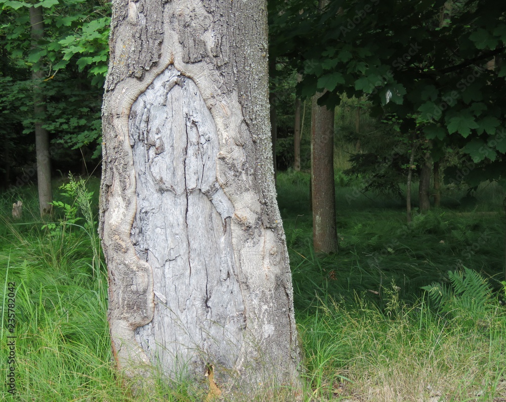 Tree of the old tree and green grass at the edge of the forest. Nature sometimes heals itself. An interesting specimen after the wound in the bark is created for many years. Tree of the old tree and green grass at the edge of the forest. Nature sometimes heals itself. An interesting specimen after the wound in the bark is created for many years.