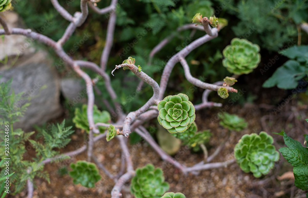 green succulent garden, echeveria shrub, woody succulent, succulent tree, cactus, botanical garden green succulent garden, echeveria shrub, woody succulent, succulent tree, cactus, botanical garden