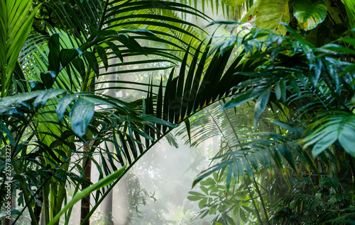 bright light shining through the humid misty fog and jungle leaves, jungle canopy in the mist, lush green tropical forest