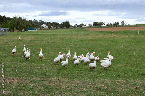 Geese in nature. Domestic geese graze in the meadow. Poultry walk on the grass. Domestic geese are walking on the grass. Rural bird grazes in the meadow.