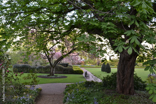 цветущий каштан в парке на Кадоган Плейс в Лондоне