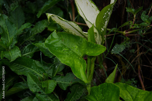 planta