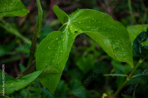 planta