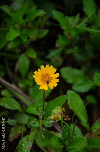 flores