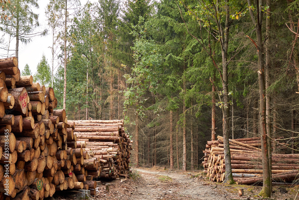 Sawn trees. Wooden logs stacked. Timber stacked in the forest. The wooden felled trees are stacked on top of each other. Background image of sawn trees. Wood texture. Sawn trees. Wooden logs stacked. Timber stacked in the forest. The wooden felled trees are stacked on top of each other. Background image of sawn trees. Wood texture.