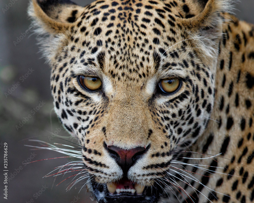 Portrait of a Leopard in Sabi Sands Game Reserve in the Greater Kruger Region in South Africa Portrait of a Leopard in Sabi Sands Game Reserve in the Greater Kruger Region in South Africa