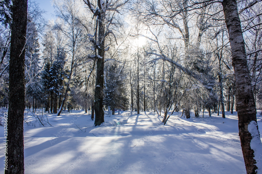 Winter landscape in clear weather. Morning bright sun. Snow plays shine. Frosty Snow Park Winter landscape in clear weather. Morning bright sun. Snow plays shine. Frosty Snow Park