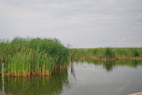 tatarak nad jeziorem Resko Przymorskie