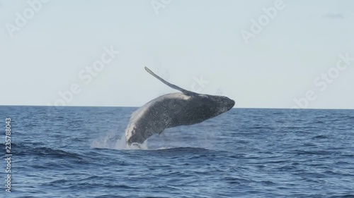17% slow motion of a humpback whale in a near vertical breach at merimbula on thenew south wales south coast, australia photo