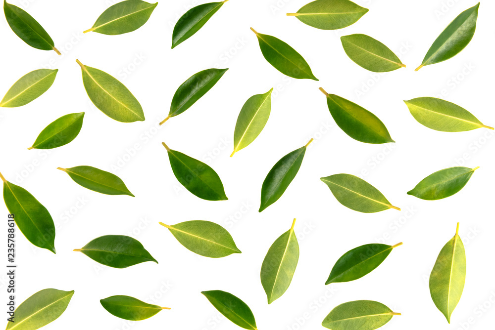 Seamless background with green leaves isolated on white background.. Seamless background with green leaves isolated on white background..