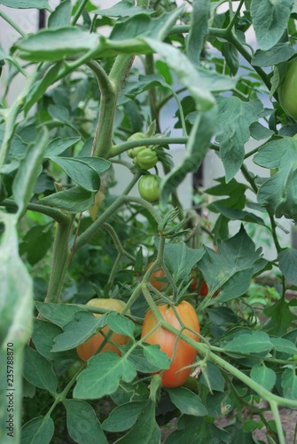 krzak pomidora w szlkarni