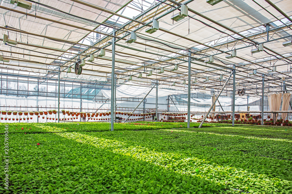 Fototapeta premium Modern hydroponic greenhouse or glasshouse interior inside, industrial agriculture