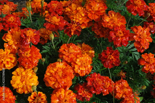 Aksamitka, Tagetes