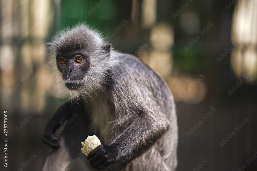 Fototapeta premium Monkey in the zoo outside the cage