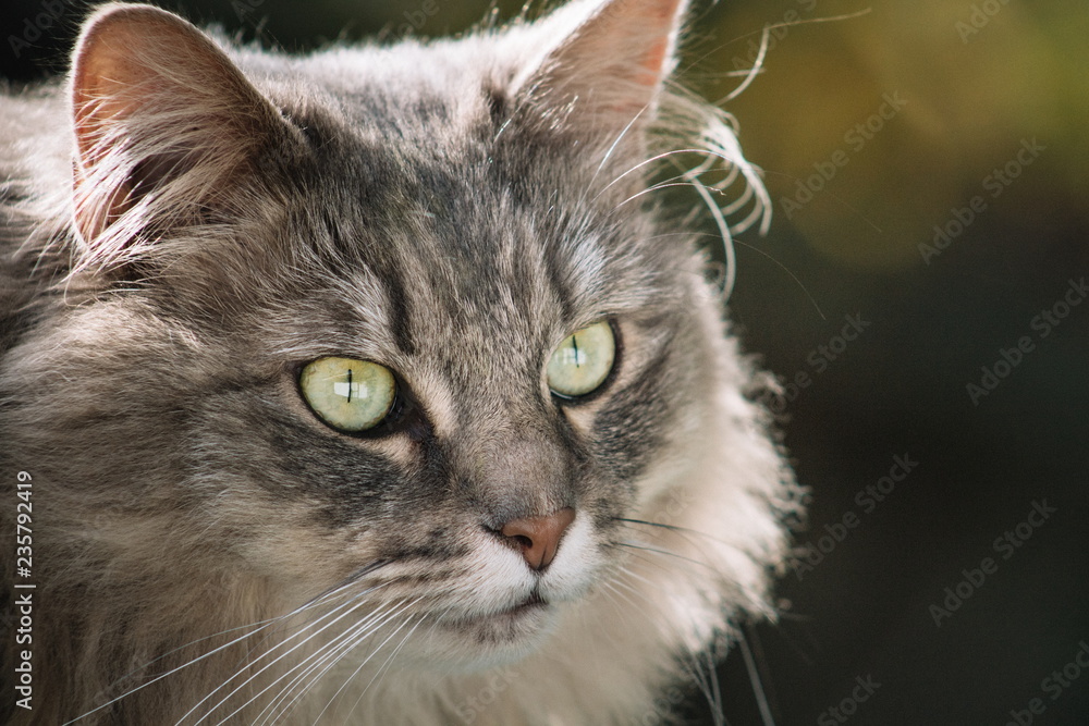 Close up view of a domestic pet cat wtih copy space