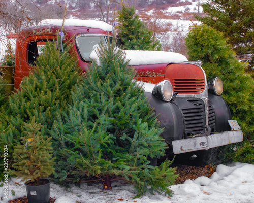 Amy's Greenhousered rusty antique truck surrounded by christmas trees