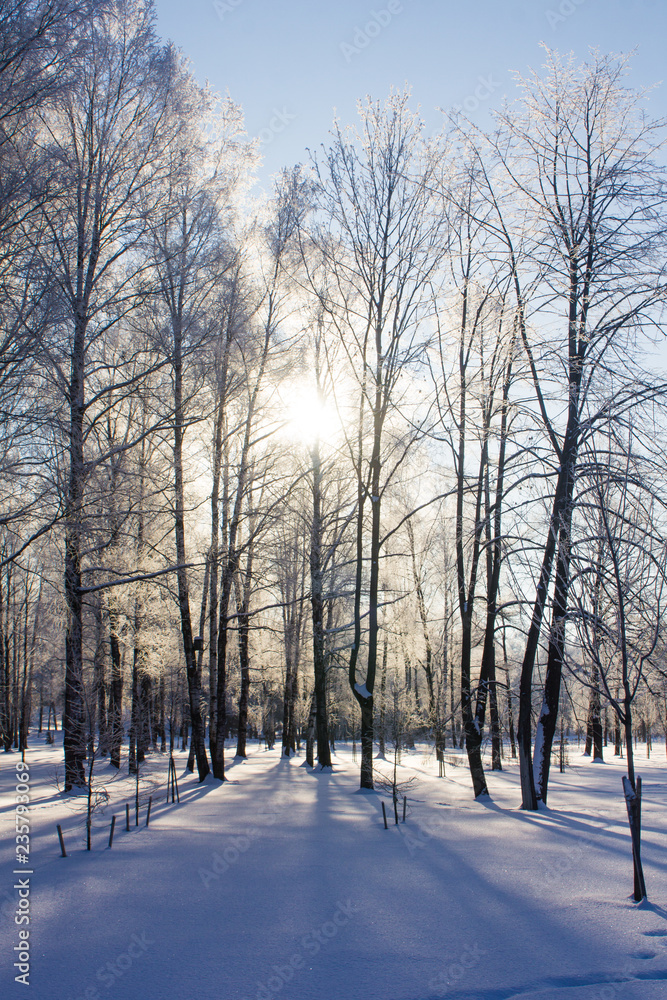 Winter landscape in clear weather. Morning bright sun. Snow plays shine. Frosty Snow Park Winter landscape in clear weather. Morning bright sun. Snow plays shine. Frosty Snow Park