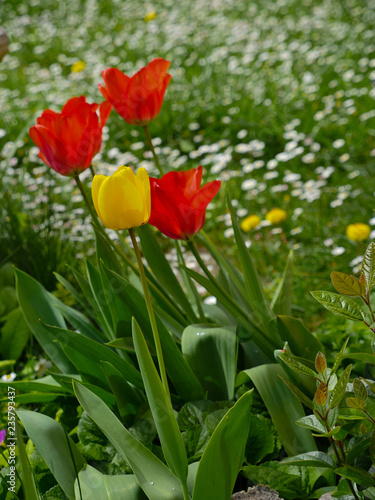 Tulipes du jardin © victor
