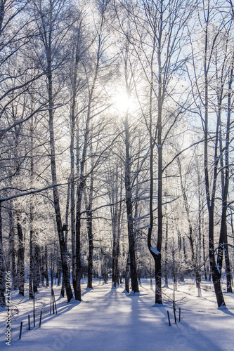 Winter landscape in clear weather. Morning bright sun. Snow plays shine. Frosty Snow Park © alenka2194