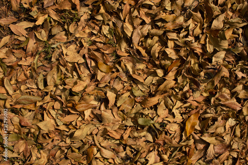 hojas secas de arbol en otoño © Orlando