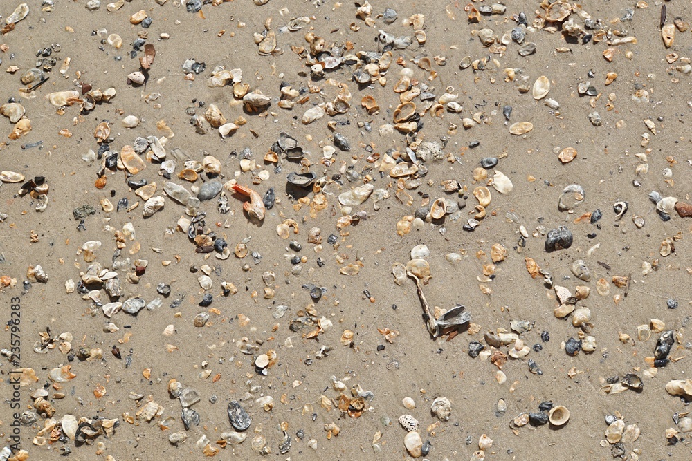Strandgut Strandgut