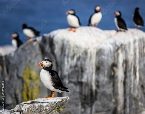 Puffins © MLB Photography