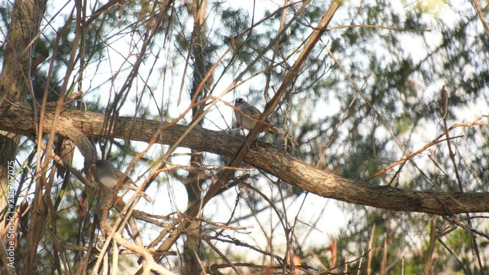 White throated sparrow on a tree branch White throated sparrow on a tree branch