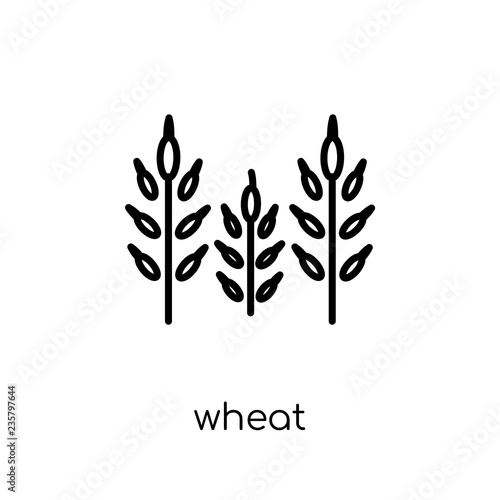wheat icon. Trendy modern flat linear vector wheat icon on white background from thin line Agriculture, Farming and Gardening collection, outline vector illustration