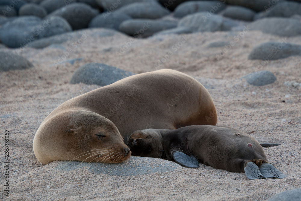 Fototapeta premium Mother and Baby Sea Lion sleeping on the beach of North Seymour Island, Galapagos Islands