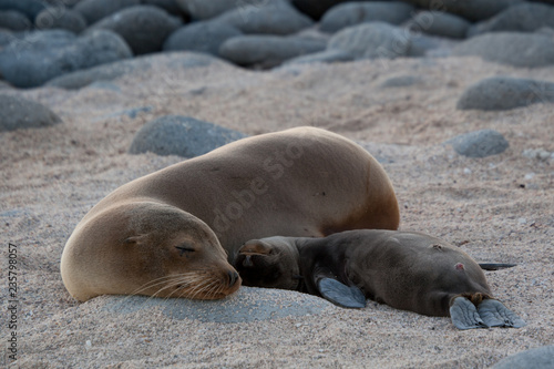 Mother and Baby Sea Lion sleeping on the beach of North Seymour Island, Galapagos Islands