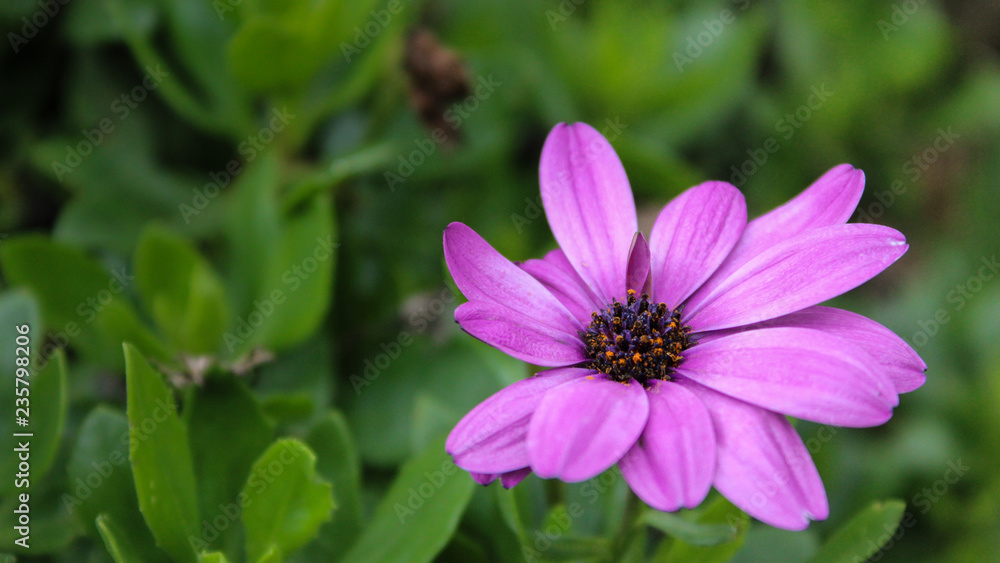 Fototapeta premium Single Pink Flower