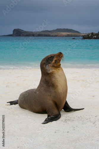Seal on the beach of Espanola Island, Galapagos Islands