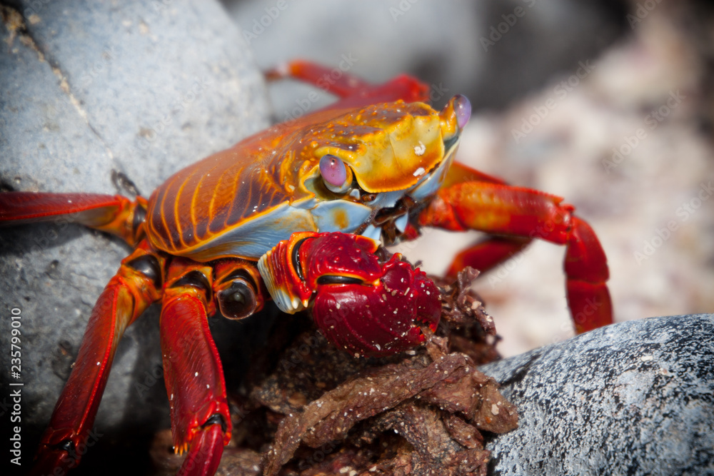Orange Sally Lightfoot crab on the coastline of Floreana, Galapagos Islands Orange Sally Lightfoot crab on the coastline of Floreana, Galapagos Islands