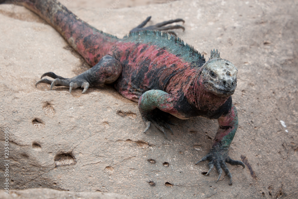 Fototapeta premium Colorful Marine Iguana on Espanola Island, Galapagos Islands