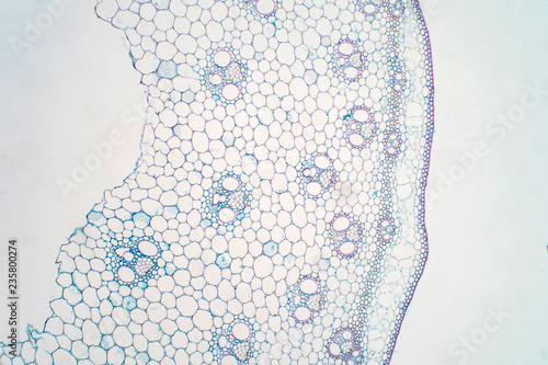 Cross sections of plant stem under microscope view. photo